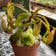 Calculate water needs of California Pitcher Plant