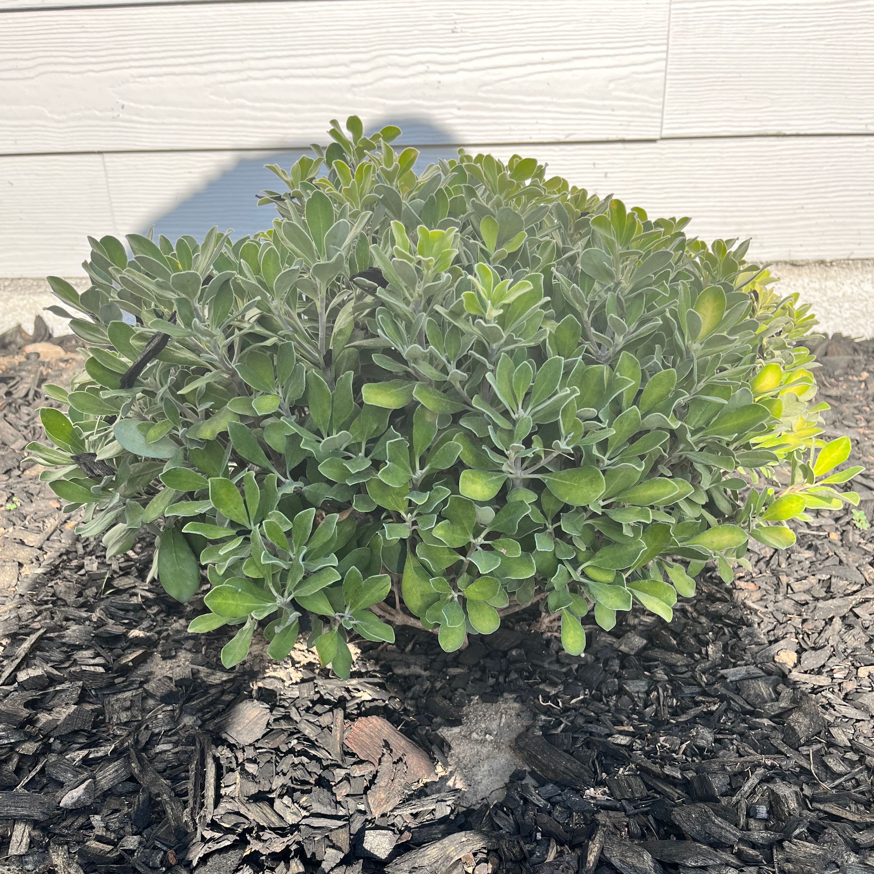 Photo of the plant species St. Catherine's Lace by @DebonairTutsan named Your plant on Greg, the plant care app