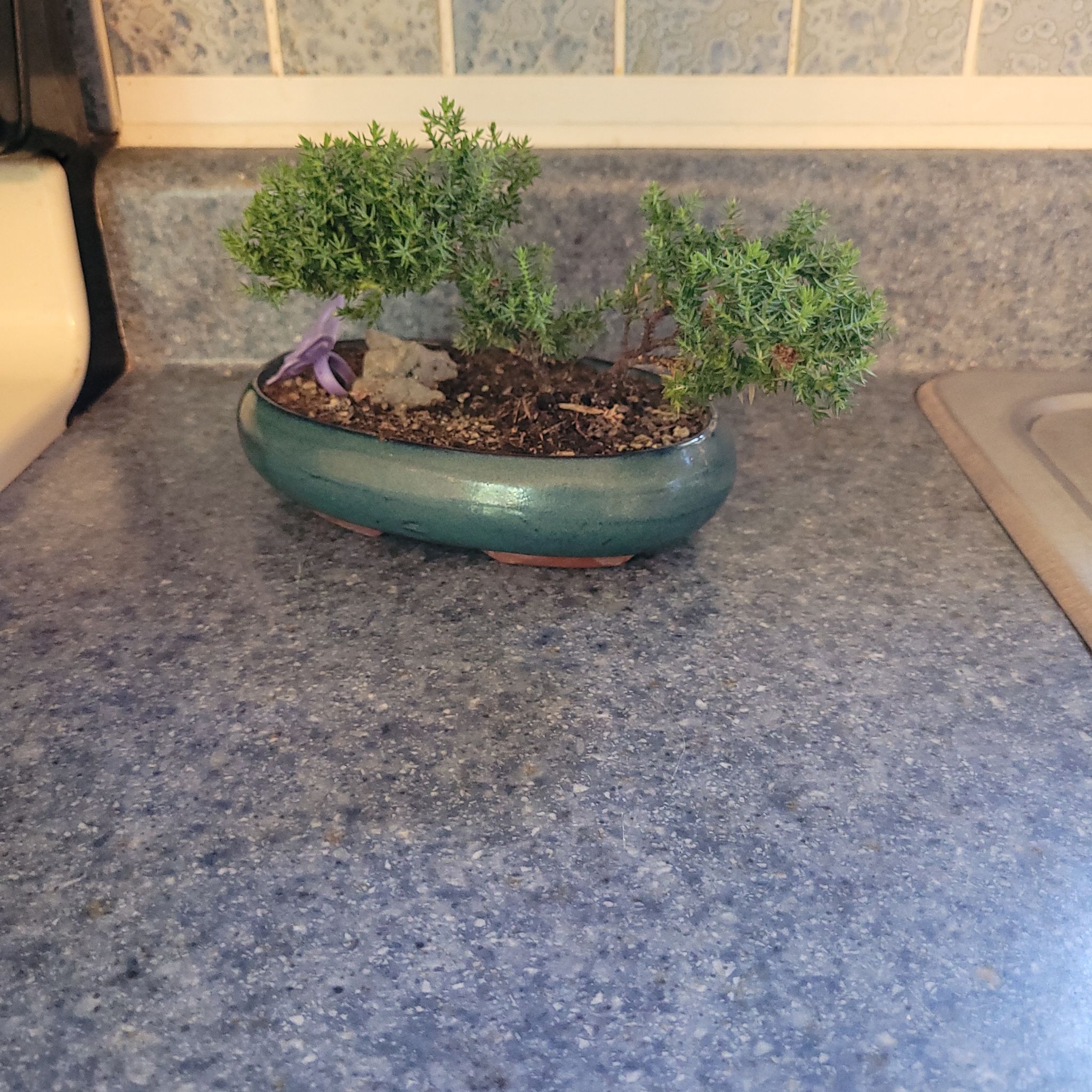 Potted American Common Juniper bonsai on a kitchen countertop.