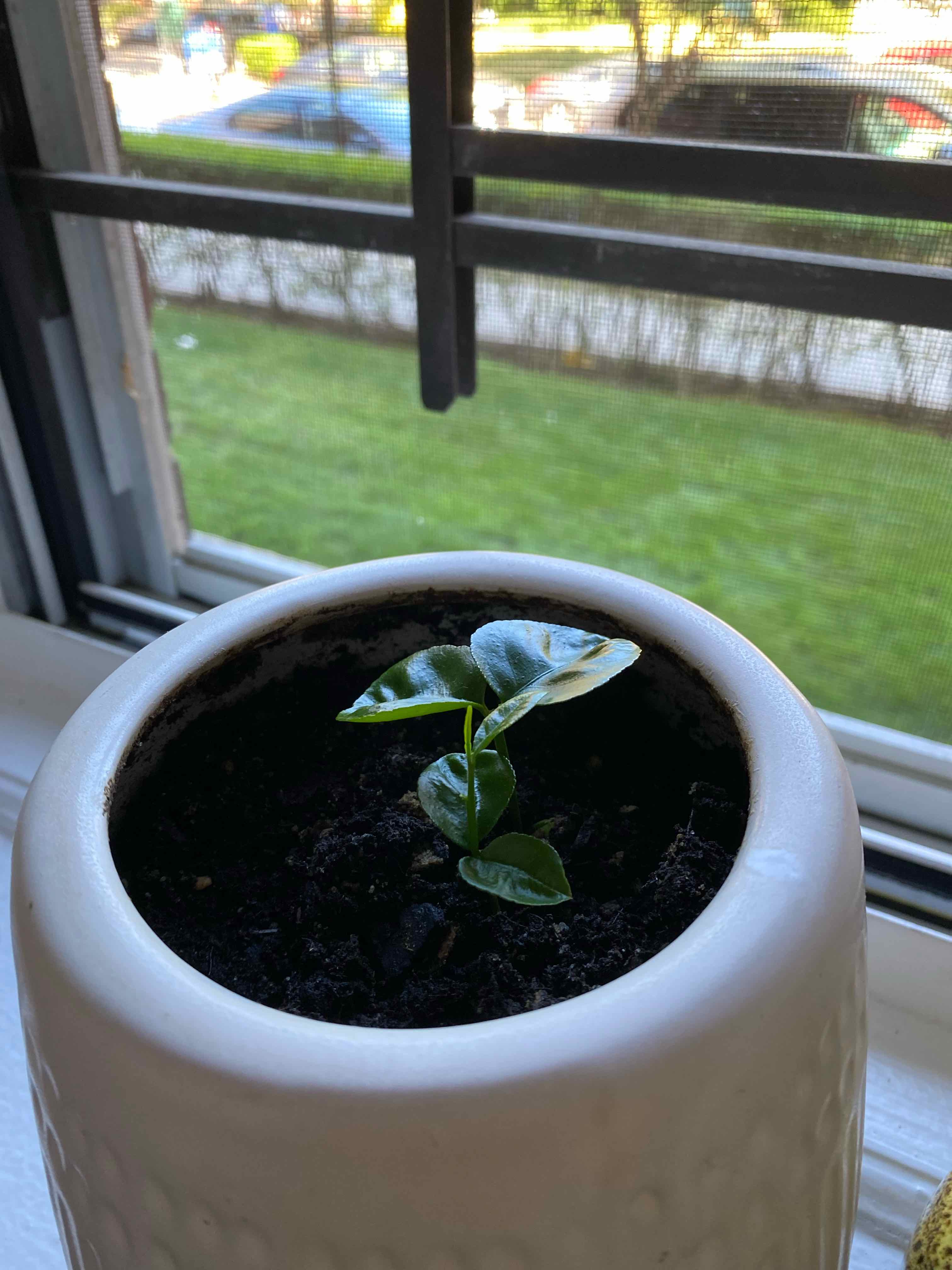 Why Are There Black Spots on My Pomelo Leaves?