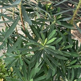 Photo of the plant species Martin's Spurge by @FabRedmint named Kesha on Greg, the plant care app
