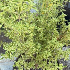 Photo of the plant species Magnificent Mint Bush by @FabRedmint named Denali on Greg, the plant care app