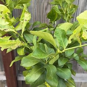 Photo of the plant species Genoa Lemon Tree by @FabRedmint named Scarlett on Greg, the plant care app