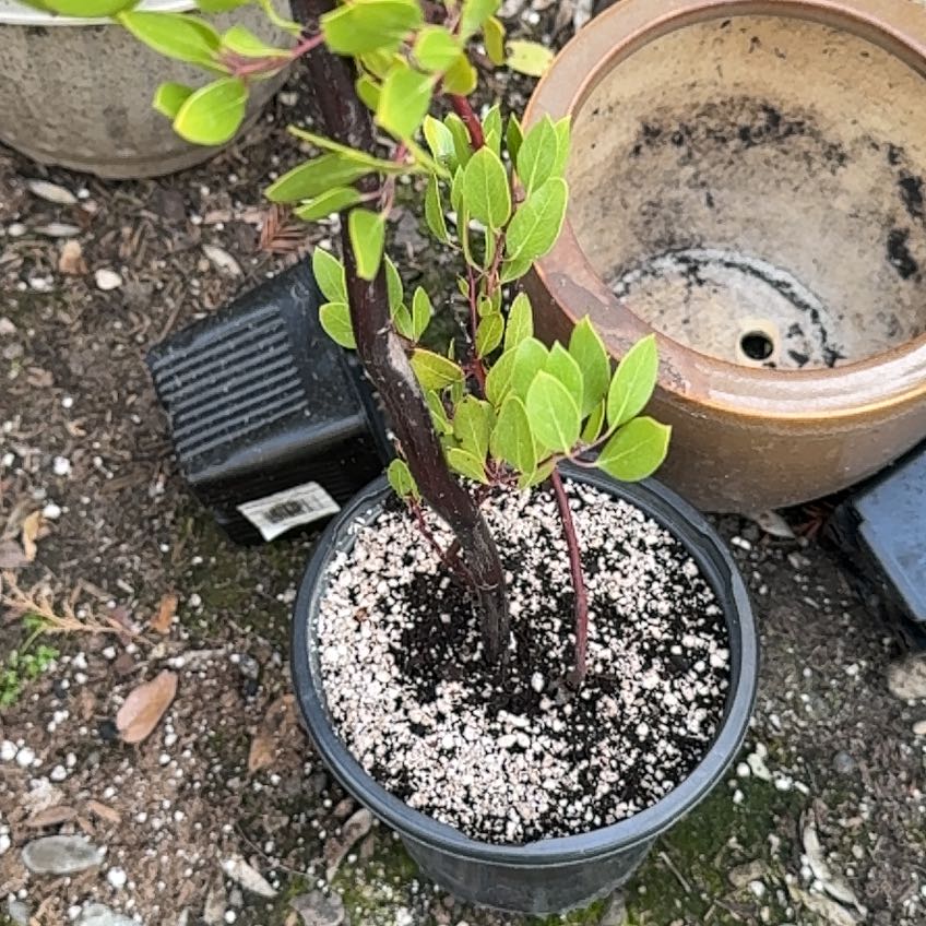Photo of the plant species Manzanita by @FabRedmint named Elina on Greg, the plant care app