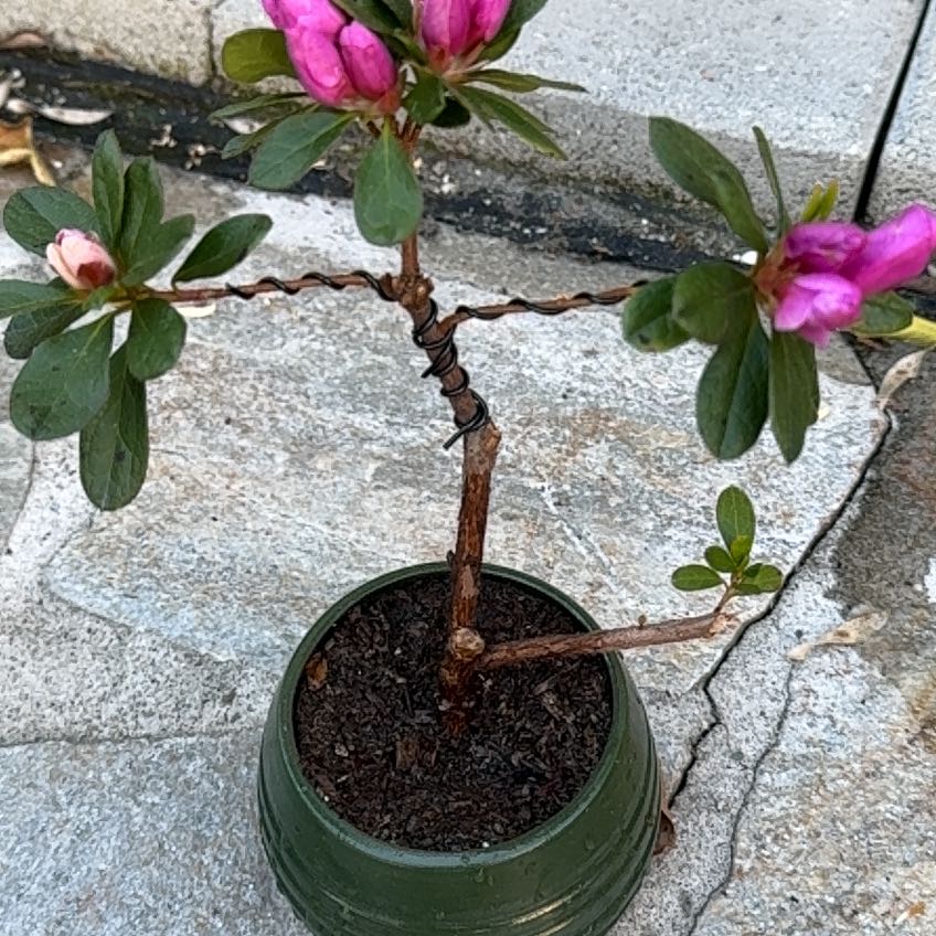 Photo of the plant species Azalea by @FabRedmint named Cleopatra on Greg, the plant care app