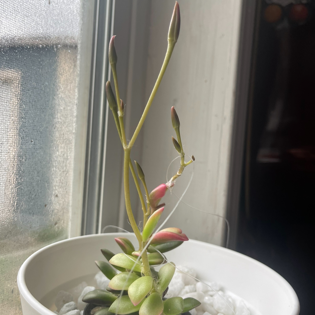 Anacampseros 'Sunrise' succulent in a white pot with white pebbles, placed near a window.