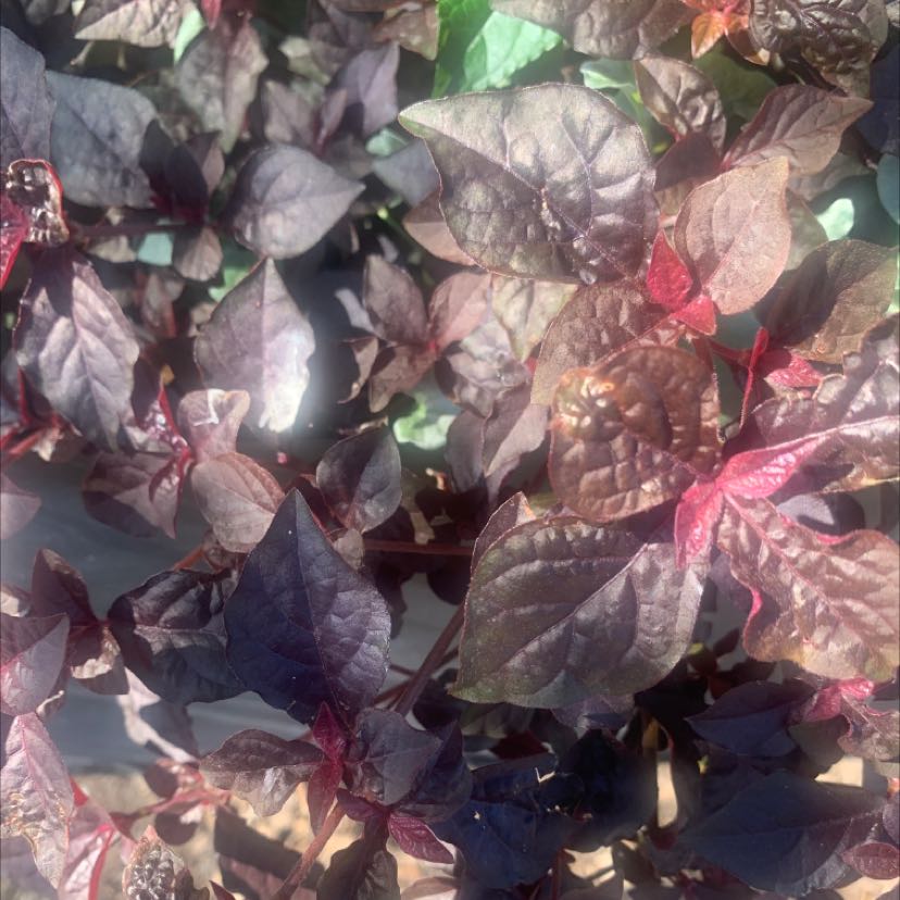Image of a Brazilian Joyweed plant with dark purple and reddish leaves.