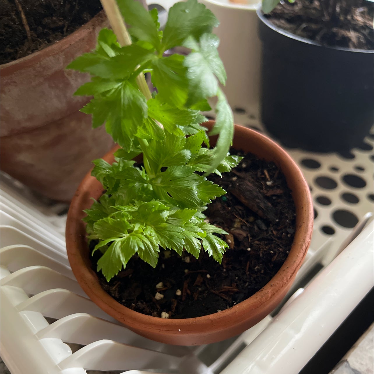 🥬 Why Are My Celery Leaves Turning Yellow?