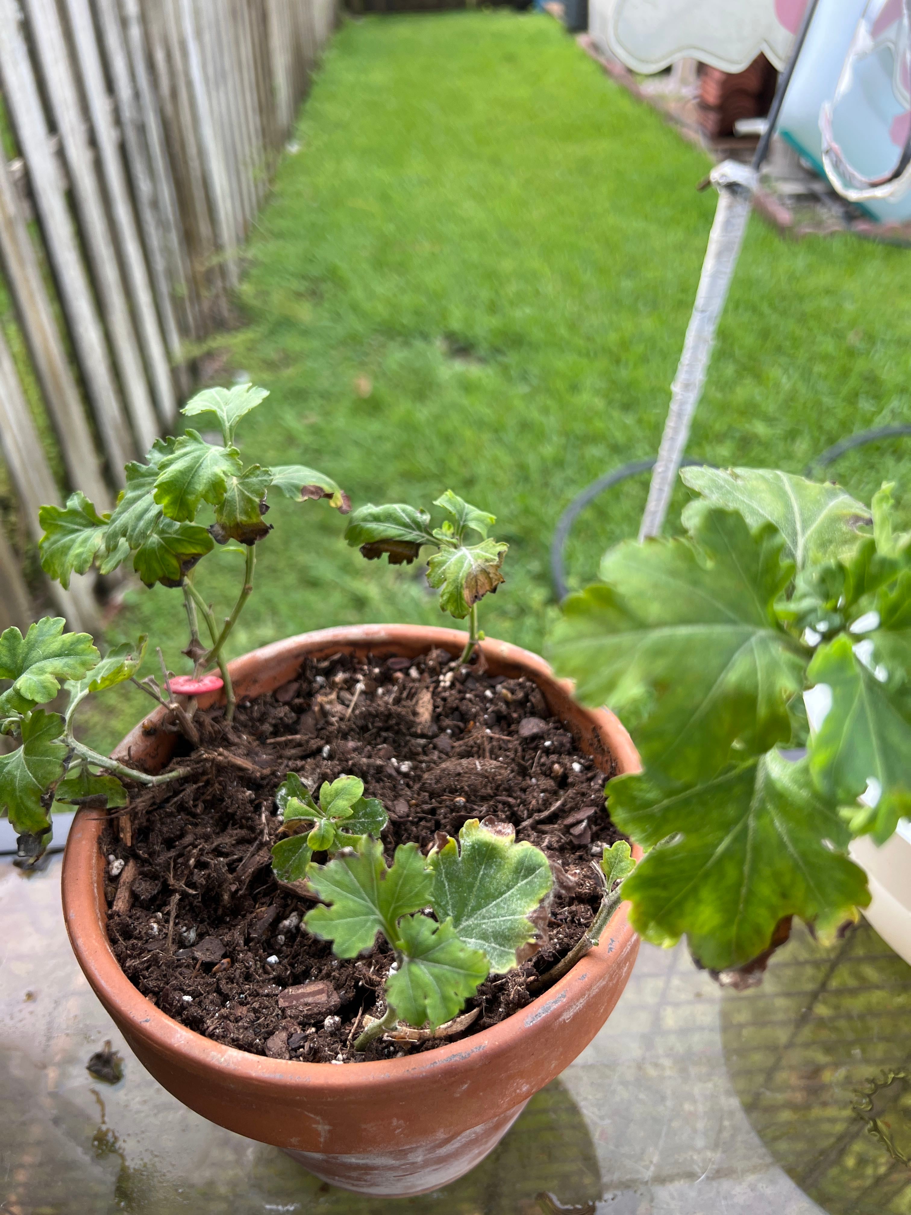 What Temperature Should My Black Currant Be Kept At?