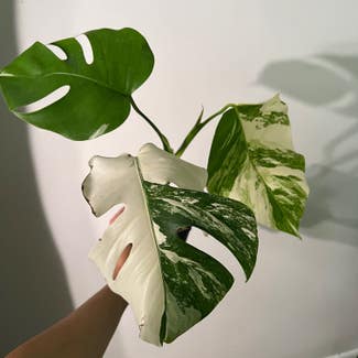 Variegated Monstera plant in Somewhere on Earth