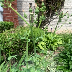 Coneflower plant