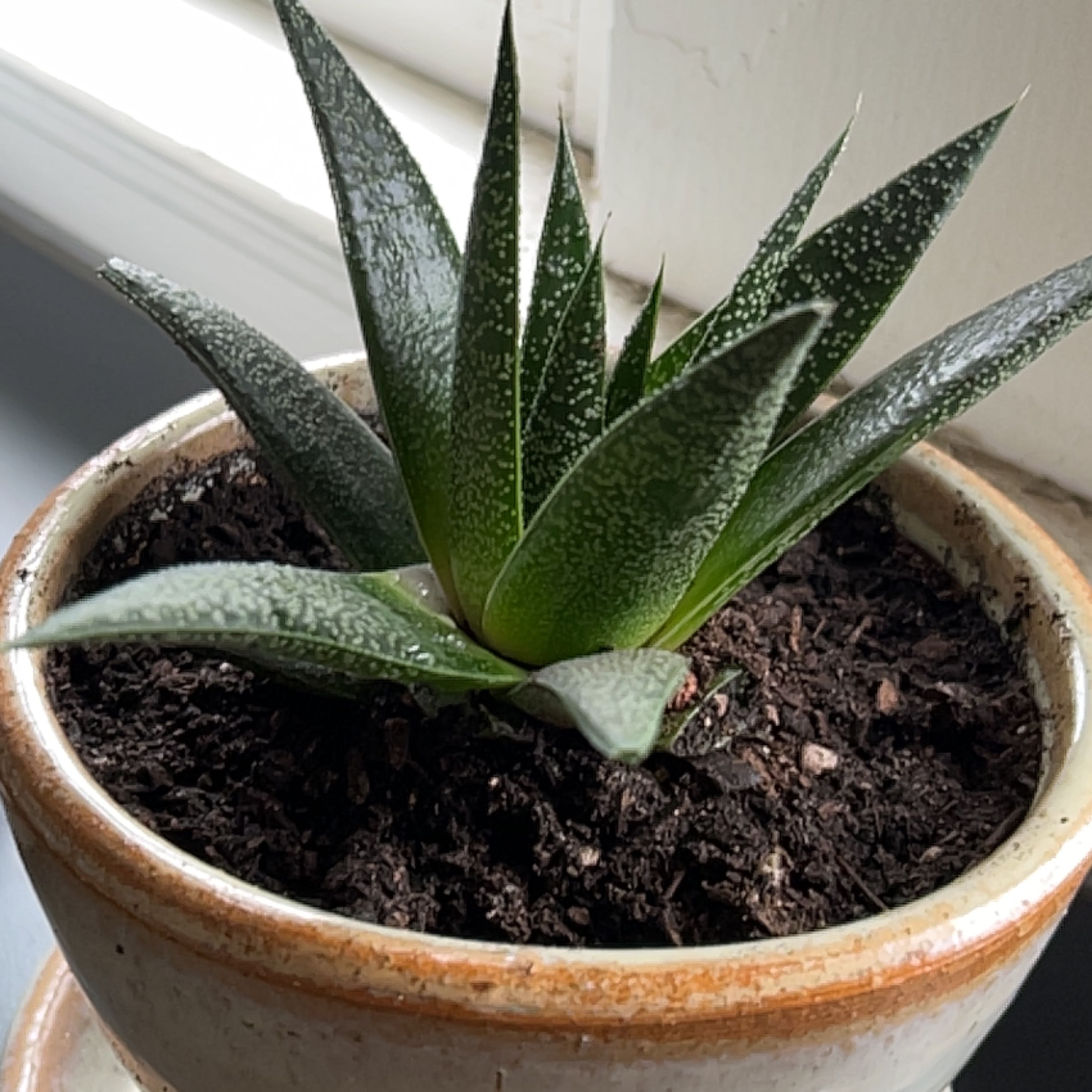 Potted Bredasdorp Gasteria plant with thick, dark green leaves and white speckles.