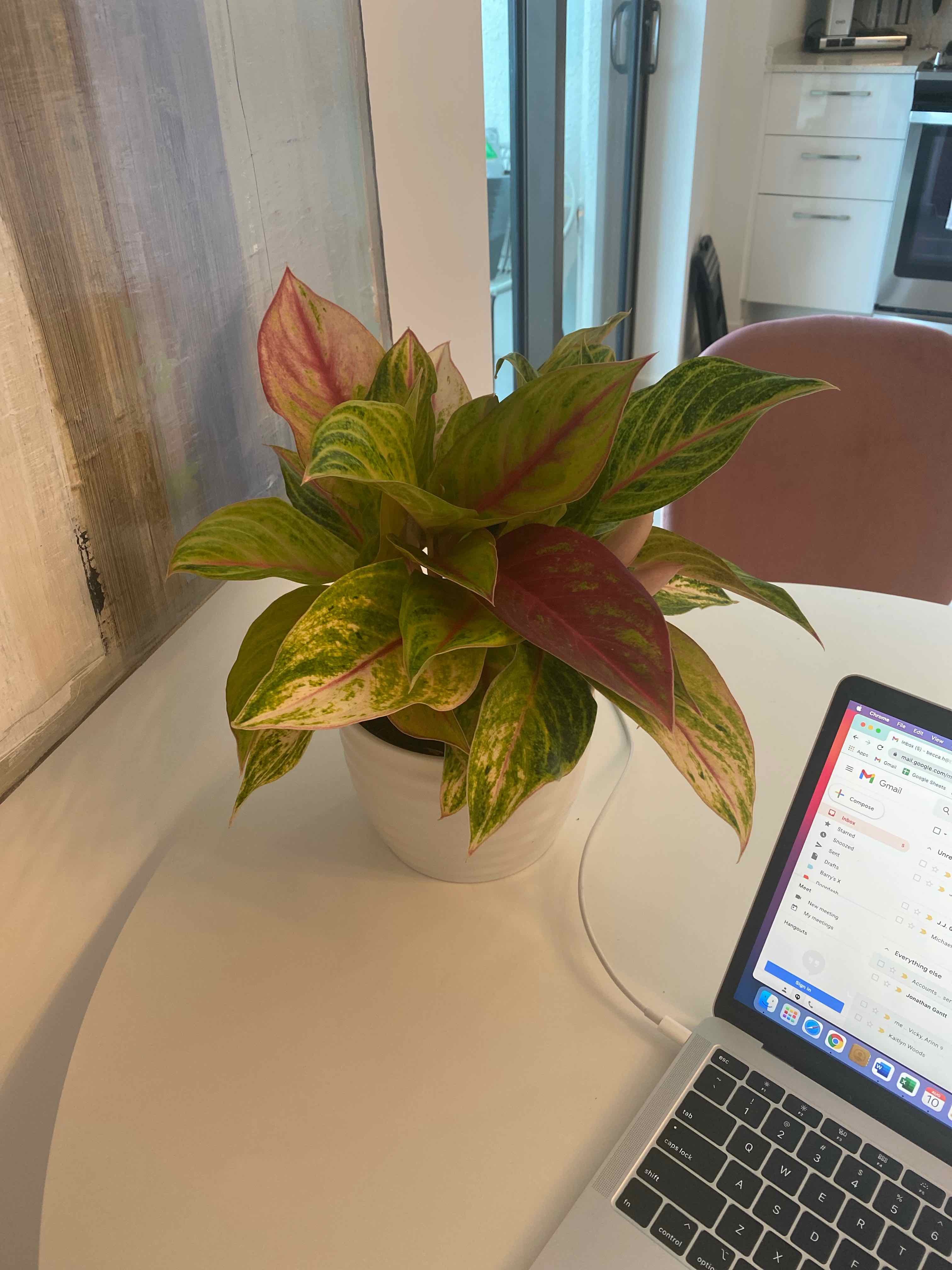 Plant care for Archipelago Swiss Cheese Plant on Greg, the plant care app