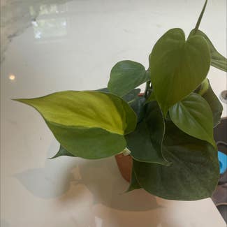 Heartleaf Philodendron plant in Somewhere on Earth
