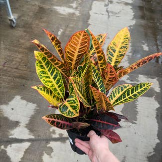 Croton 'Petra' plant in Somewhere on Earth