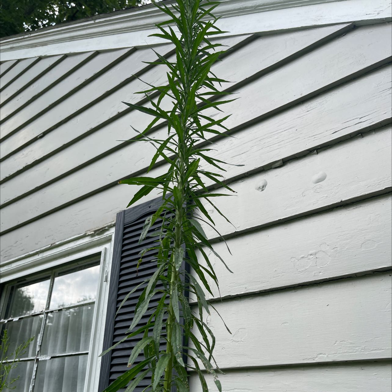 Tall, slender Canadian Fleabane plant growing against a house with long, narrow leaves.