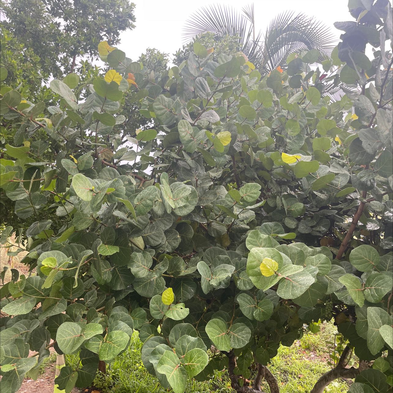 Seagrape plant with large, round leaves, some showing yellowing.