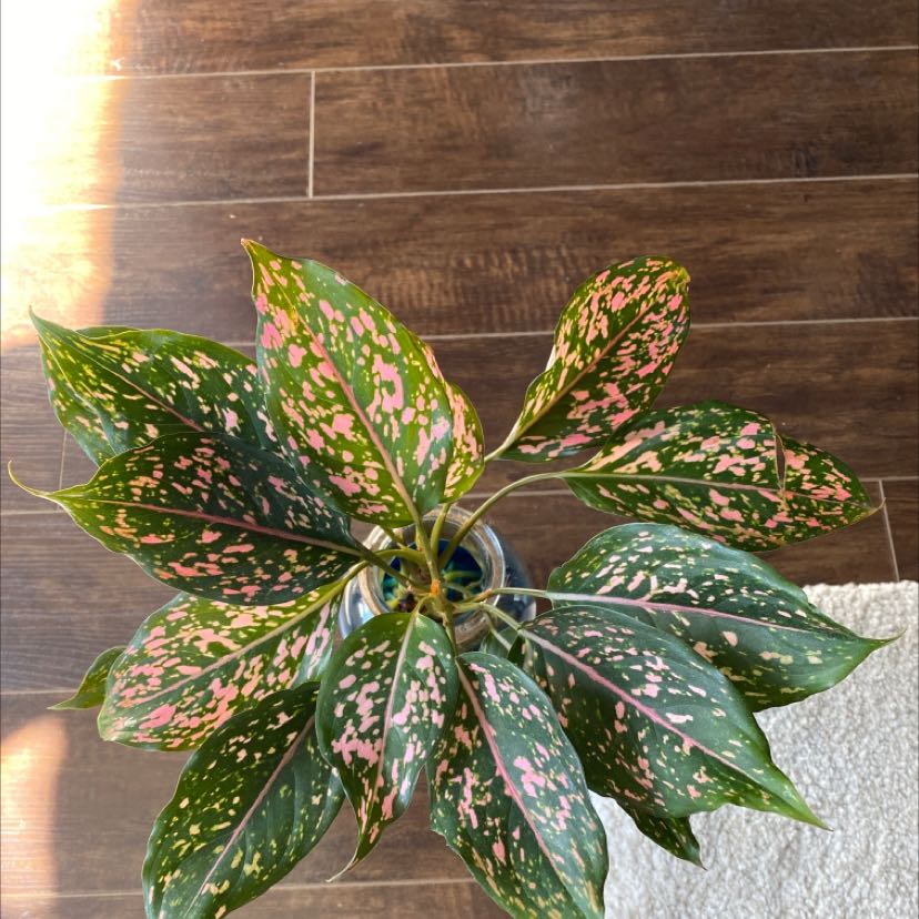 Photo of the plant species Agloanema 'Harlequin' by @ameliedam named polka on Greg, the plant care app