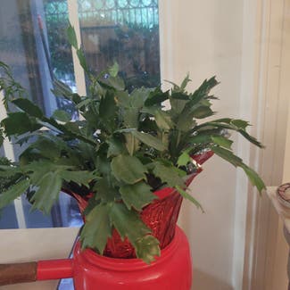 False Christmas Cactus plant in North Bethesda, Maryland