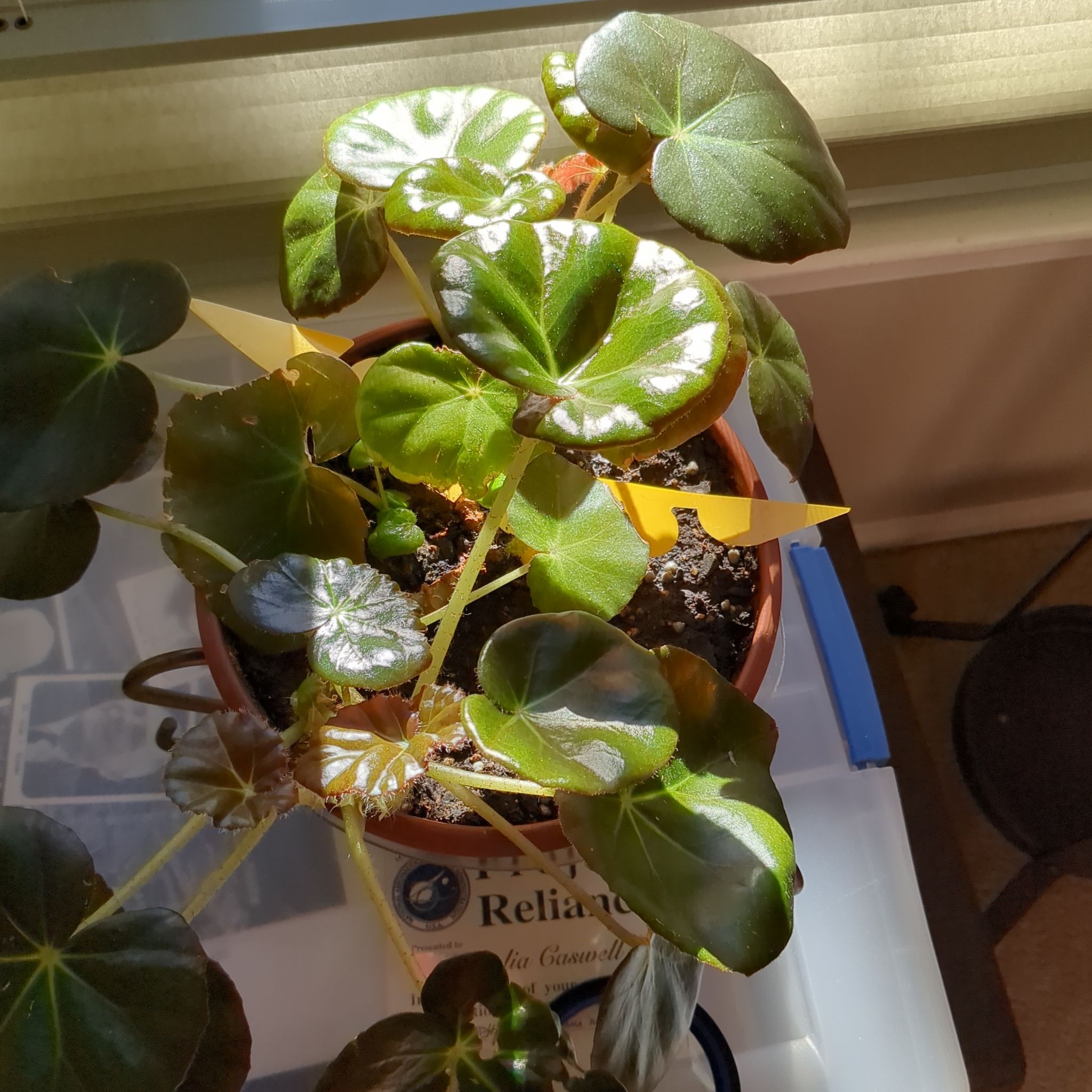 Beefsteak begonia