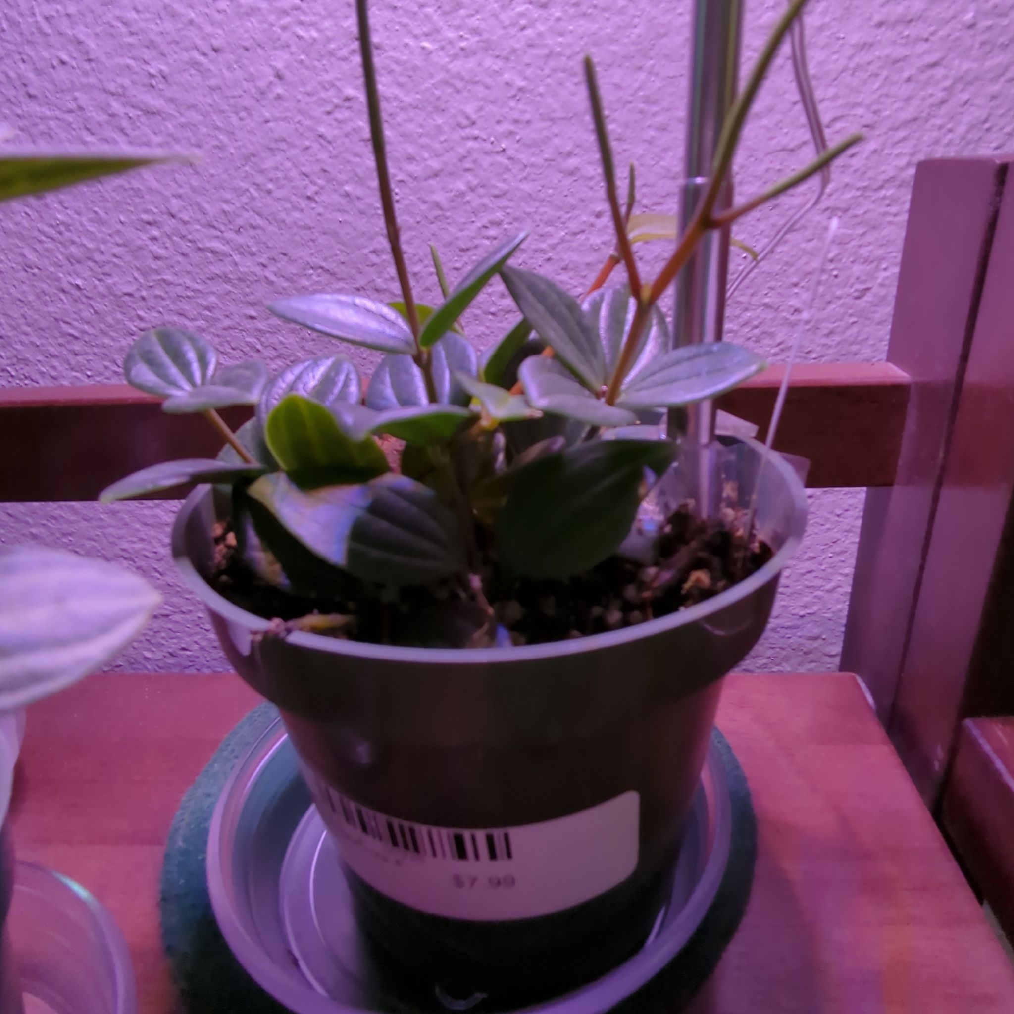 Photo of the plant species Raydiance Peperomia by @UnsurpassedMum named Peperomia Raydiance on Greg, the plant care app