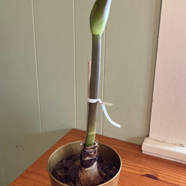 Photo of the plant species Ferrari Amaryllis by @Chazcat758 named Emerson on Greg, the plant care app