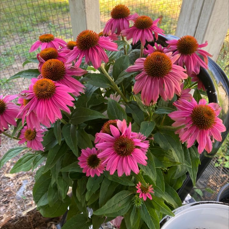 Healthy Purple Coneflower plant with vibrant pink flowers and green leaves.