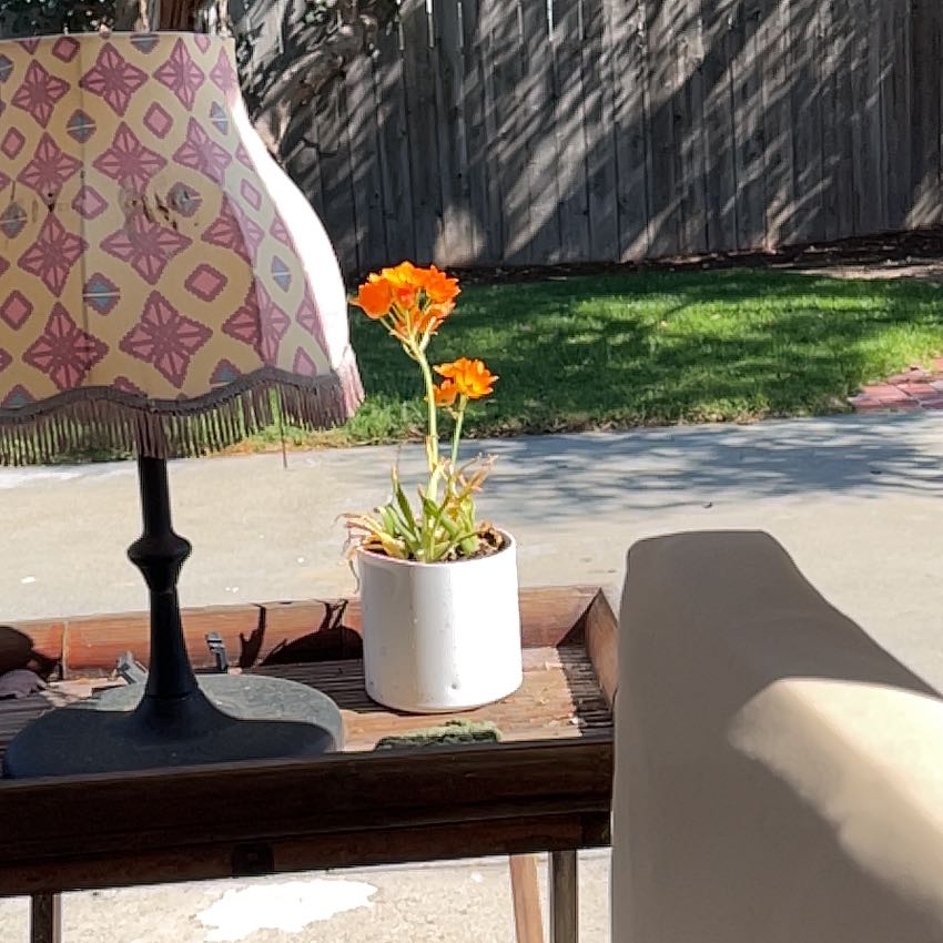 Potted Sun Star plant with bright orange flowers on an outdoor table.