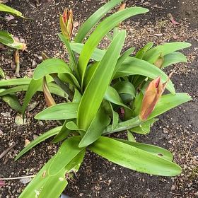 Photo of the plant species Flaming Torch by Whitney named Winston on Greg, the plant care app