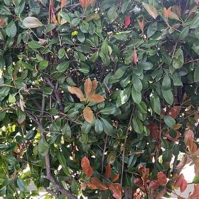 Photo of the plant species Japanese photinia by Whitney named Orwell on Greg, the plant care app