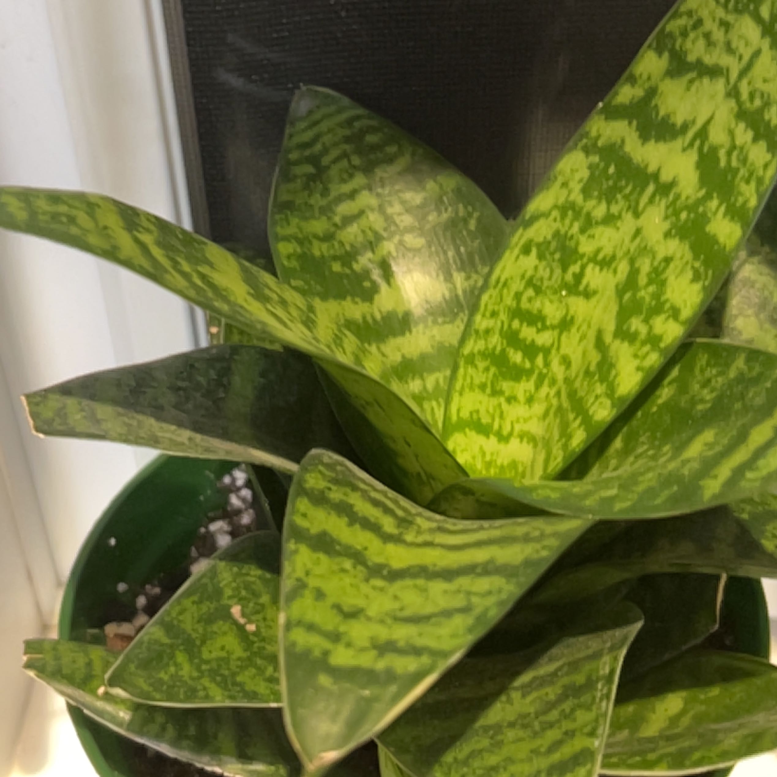 Photo of the plant species Bird's Nest Snake Plant by @Delia72 named Birdie on Greg, the plant care app