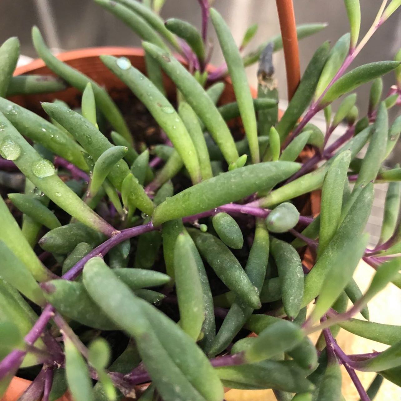 Healthy Shoreline Sea Purslane plant with green leaves and purple stems in a pot.
