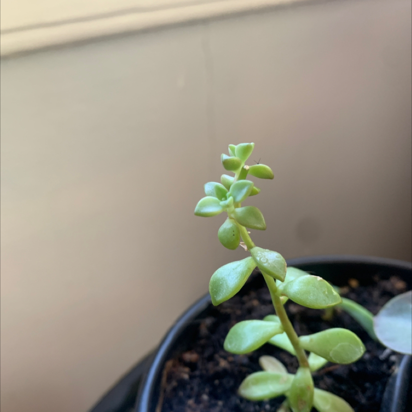 A healthy Sea Sandwort plant in a pot with visible soil.
