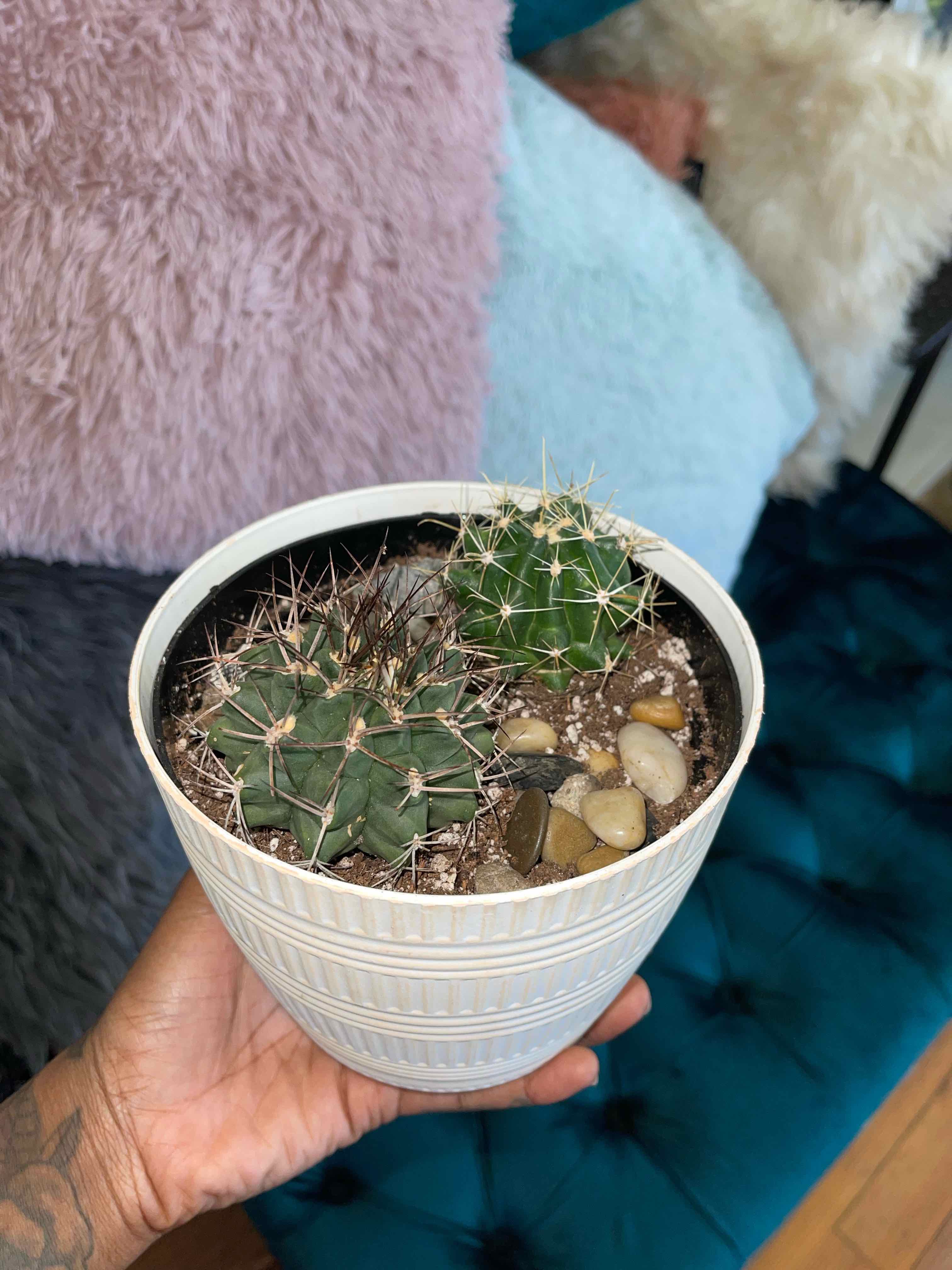 Potted Gymnocalycium anisitsii cactus held by a hand, with visible soil and no signs of health issues.