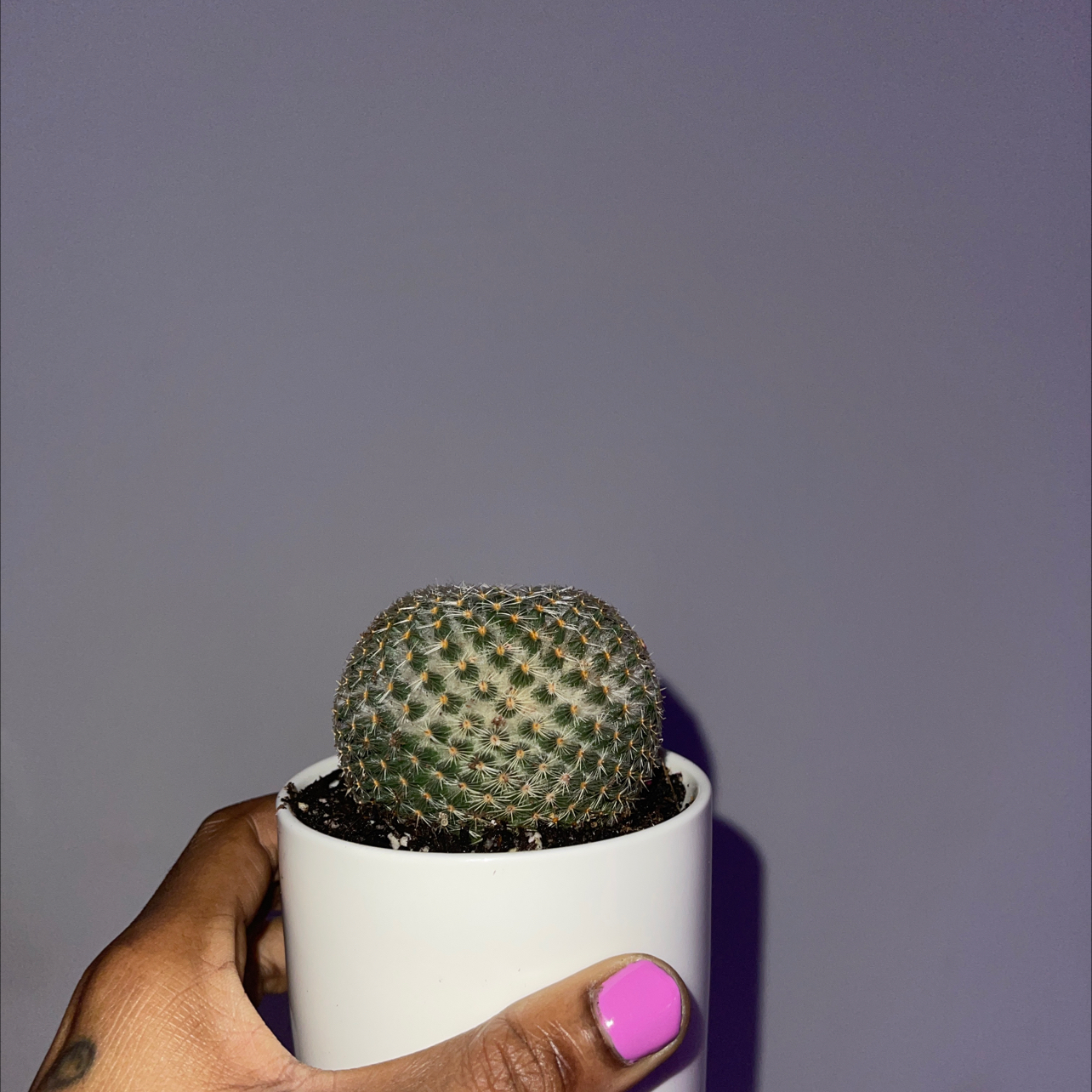 Button Cactus in a white pot held by a hand with pink nail polish.