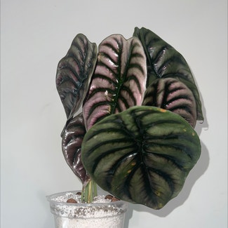Alocasia ‘Red Secret’ plant in Somewhere on Earth
