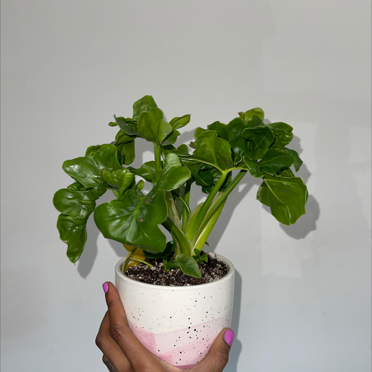 Philodendron 'Super Atom' plant in a small pot held by a hand, with vibrant green leaves.