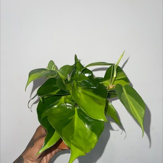 Brazil Philodendron plant in Somewhere on Earth