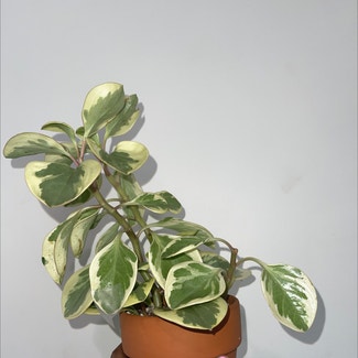 Peperomia Citrus Twist plant in Somewhere on Earth