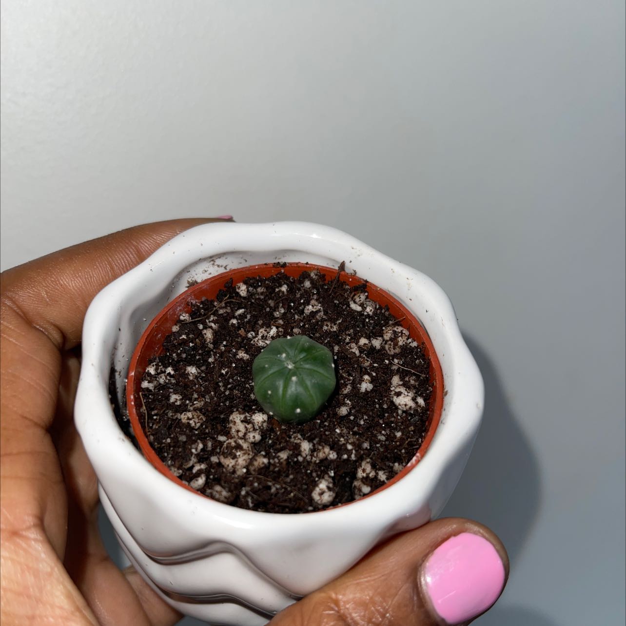 Small Sand Dollar Cactus in a pot with visible soil, held by a hand.