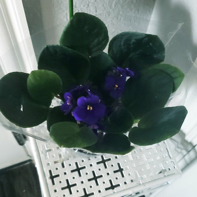 Violet