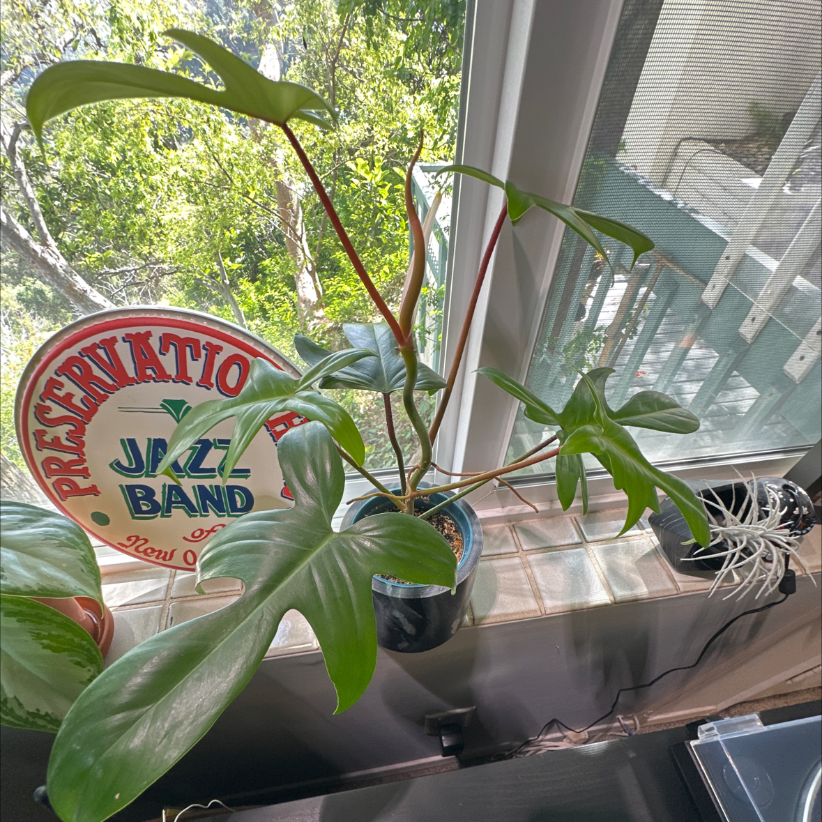Philodendron 'Florida Beauty' plant on a windowsill with vibrant green leaves.