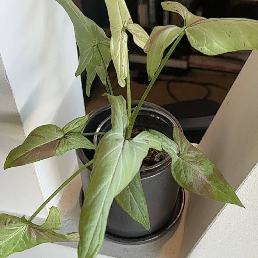 Photo of the plant species Syngonium 'Pink Salmon' by @Didi_Tay named Fontana on Greg, the plant care app