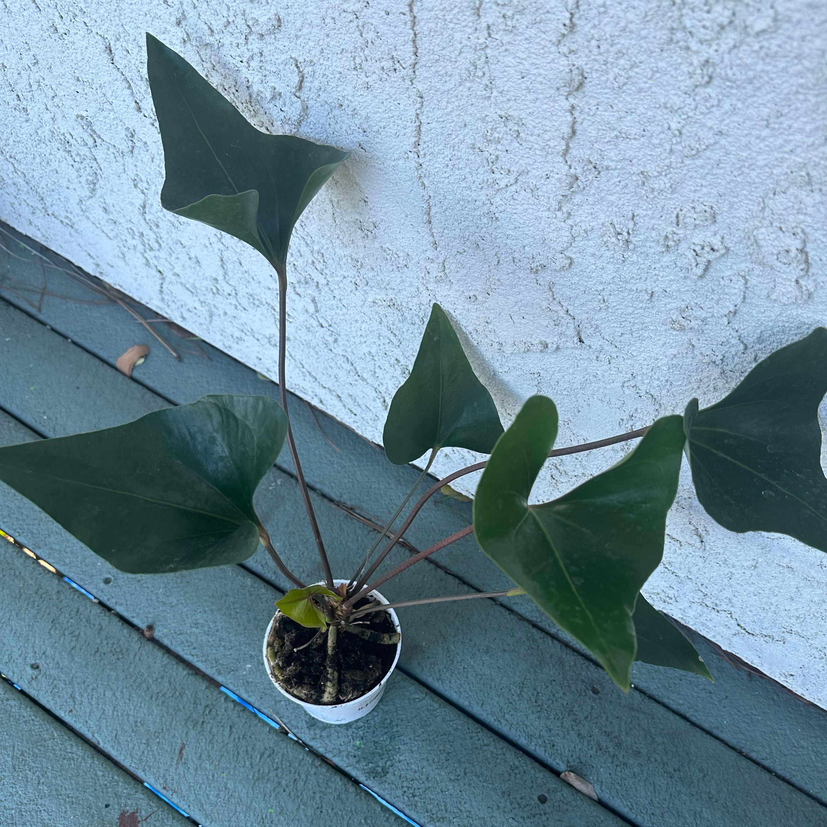 Photo of the plant species Anthurium ‘Arrow’ by @Didi_Tay named Flecha on Greg, the plant care app
