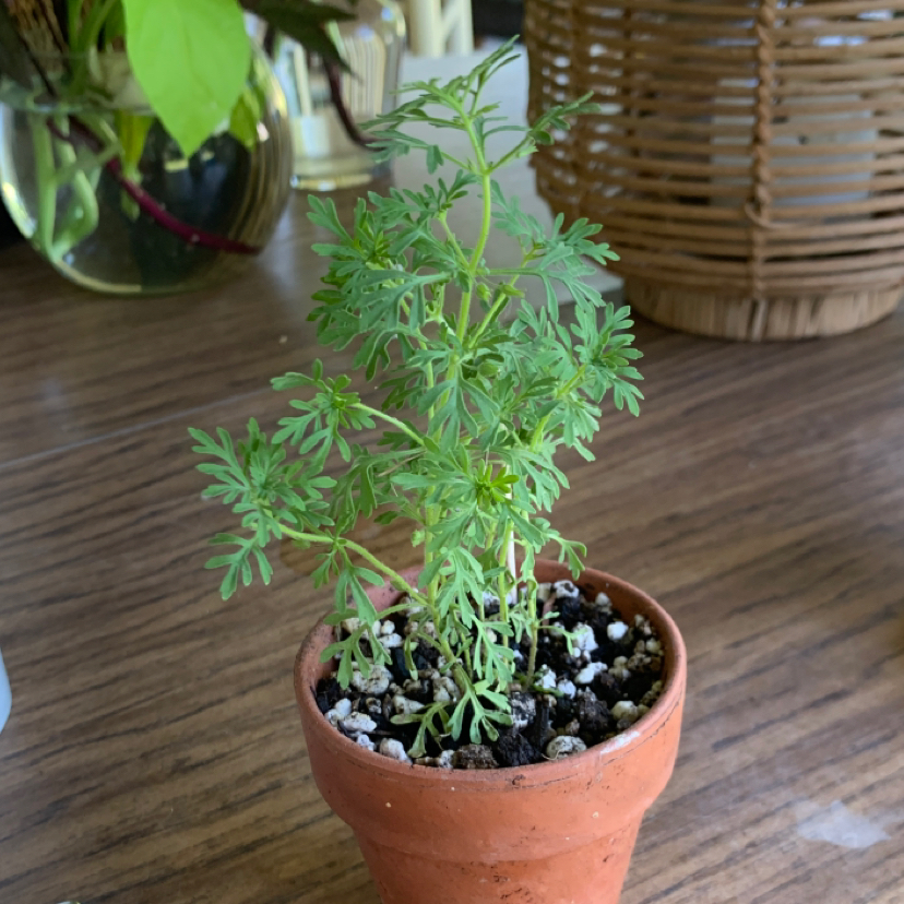 Photo of the plant species Narrow-Leaf Paleseed by @grayvining named obi-wan on Greg, the plant care app