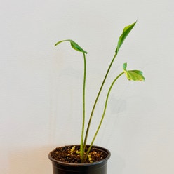Chinese Taro plant