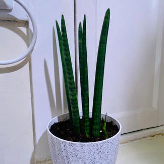 Cylindrical Snake Plant plant in Oakland, California