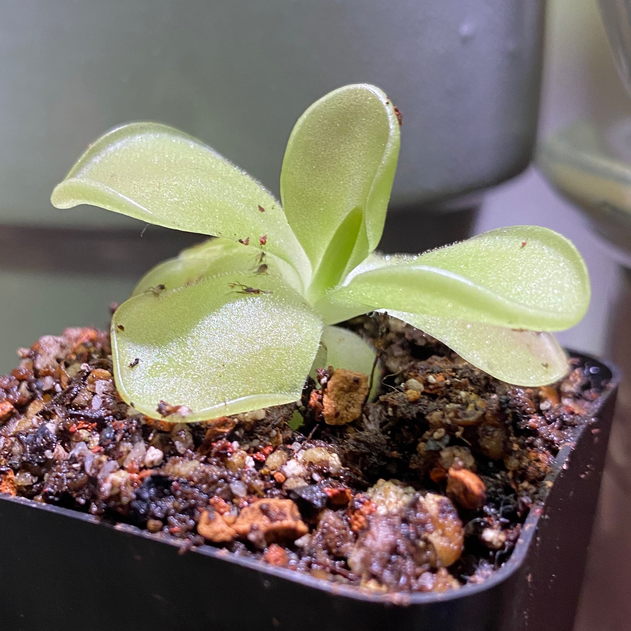 Photo of the plant species Large-Flowered Butterwort by @TigerGarden named Moo-ping on Greg, the plant care app