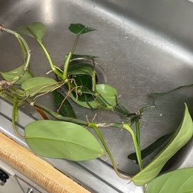 Photo of the plant species Silver Sword Philodendron by @ShiraHeals named ChloroPhil on Greg, the plant care app