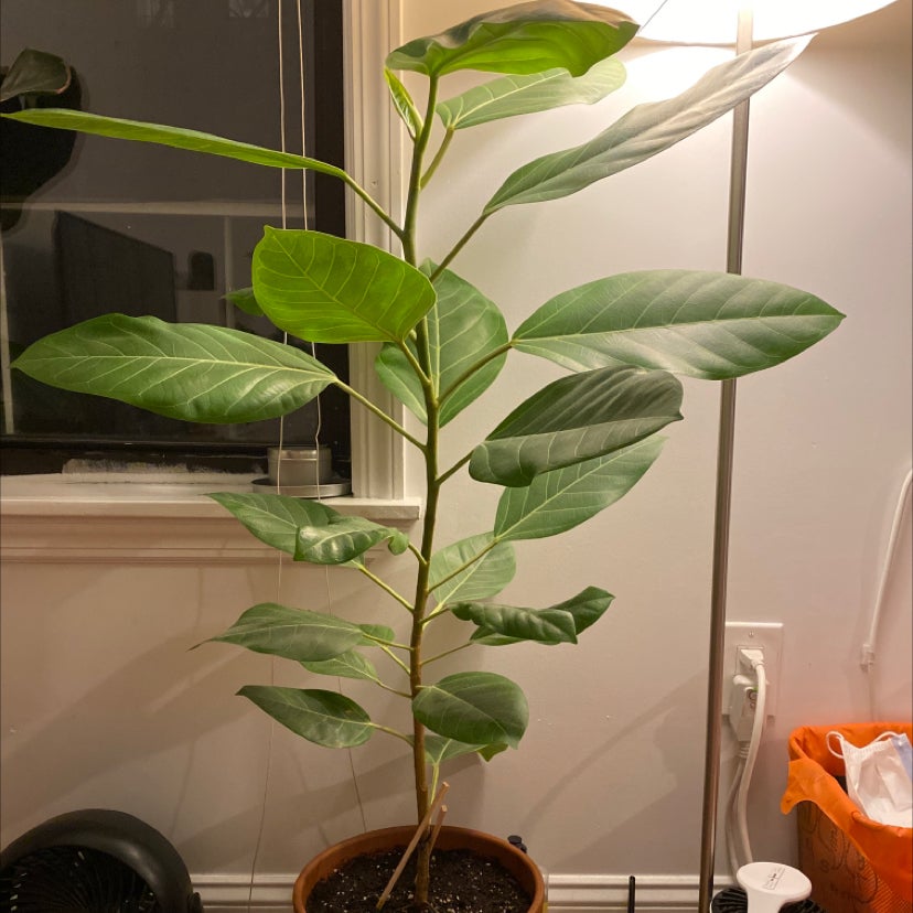 Indoor potted Council Tree plant with large, healthy green leaves near a window and lamp.